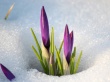 Тёплые песни «Веснянки»
